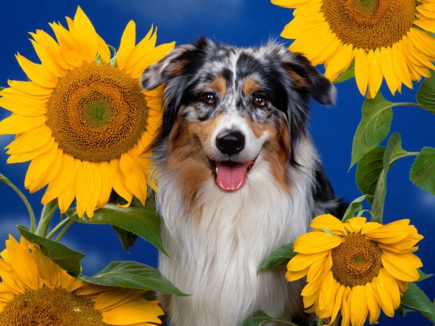 Australian Shepherd HD Wallpaper Backgrounds Dog Pictures